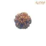 6 Mukhi Rudraksha Nepal (20.86 Mm) 7 6-Mukhi-Rudraksha-Nepal-20.86-Mm-Rp-C.jpg
