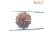 6-Mukhi-Rudraksha-Nepal-20.97-Mm-Bp-C.jpg