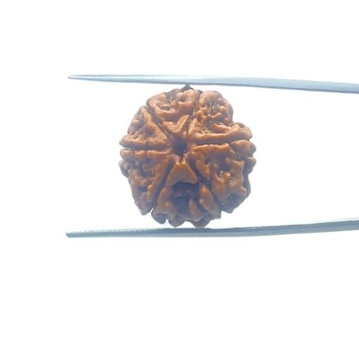 6-Mukhi-Rudraksha-Nepal-20.97-Mm-Mp-C.jpg