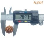 6-Mukhi-Rudraksha-Nepal-20.97-Mm-Op-C.jpg