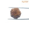 6-Mukhi-Rudraksha-Nepal-21.00-Mm-Bp-C.jpg