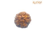 6-Mukhi-Rudraksha-Nepal-21.00-Mm-Fp-C.jpg