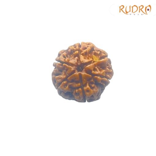 6-Mukhi-Rudraksha-Nepal-21.00-MM-FP-C.jpg