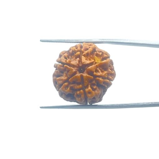 6-Mukhi-Rudraksha-Nepal-21.00-Mm-Mp-C.jpg