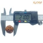 6-Mukhi-Rudraksha-Nepal-21.00-Mm-Op-C.jpg
