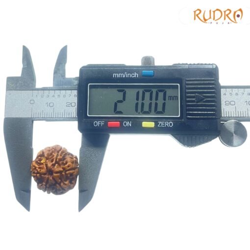 6-Mukhi-Rudraksha-Nepal-21.00-MM-OP-C.jpg