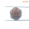 6-Mukhi-Rudraksha-Nepal-21.11-Mm-Bp-C.jpg