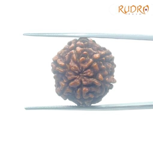 6-Mukhi-Rudraksha-Nepal-21.11-MM-BP-C.jpg