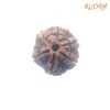 6-Mukhi-Rudraksha-Nepal-21.11-Mm-Fp-C.jpg