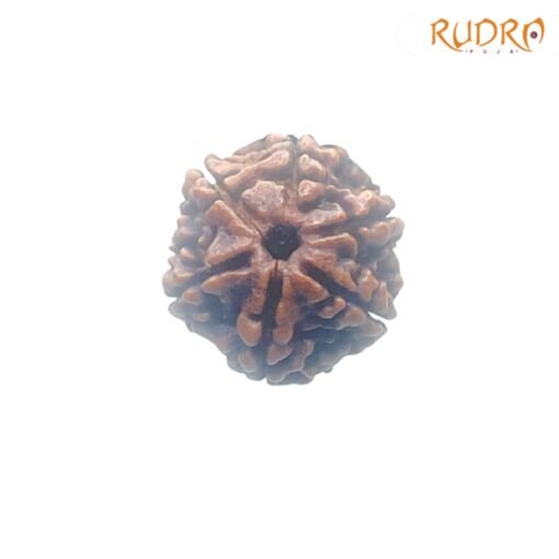 6-Mukhi-Rudraksha-Nepal-21.11-MM-FP-C.jpg