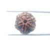 6-Mukhi-Rudraksha-Nepal-21.11-Mm-Mp-C.jpg