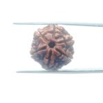 6-Mukhi-Rudraksha-Nepal-21.11-MM-MP-C.jpg