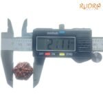 6-Mukhi-Rudraksha-Nepal-21.11-Mm-Op-C.jpg