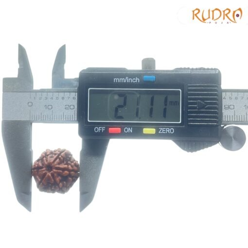 6-Mukhi-Rudraksha-Nepal-21.11-MM-OP-C.jpg