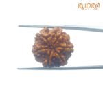 6-Mukhi-Rudraksha-Nepal-21.21-Mm-Bp-C.jpg