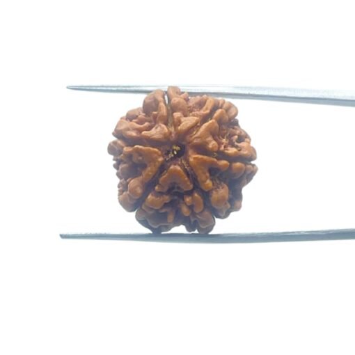 6-Mukhi-Rudraksha-Nepal-21.21-Mm-Mp-C.jpg