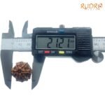 6-Mukhi-Rudraksha-Nepal-21.21-Mm-Op-C.jpg
