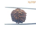 6-Mukhi-Rudraksha-Nepal-21.51-Mm-Bp-C.jpg