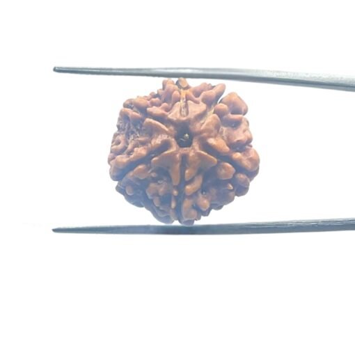 6-Mukhi-Rudraksha-Nepal-21.51-Mm-Mp-C.jpg