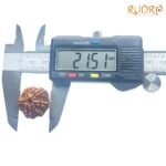 6-Mukhi-Rudraksha-Nepal-21.51-Mm-Op-C.jpg