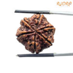 6 Mukhi Rudraksha Nepal ( 21.90 MM)