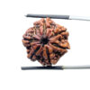 6 Mukhi Rudraksha Nepal ( 21.90 MM)