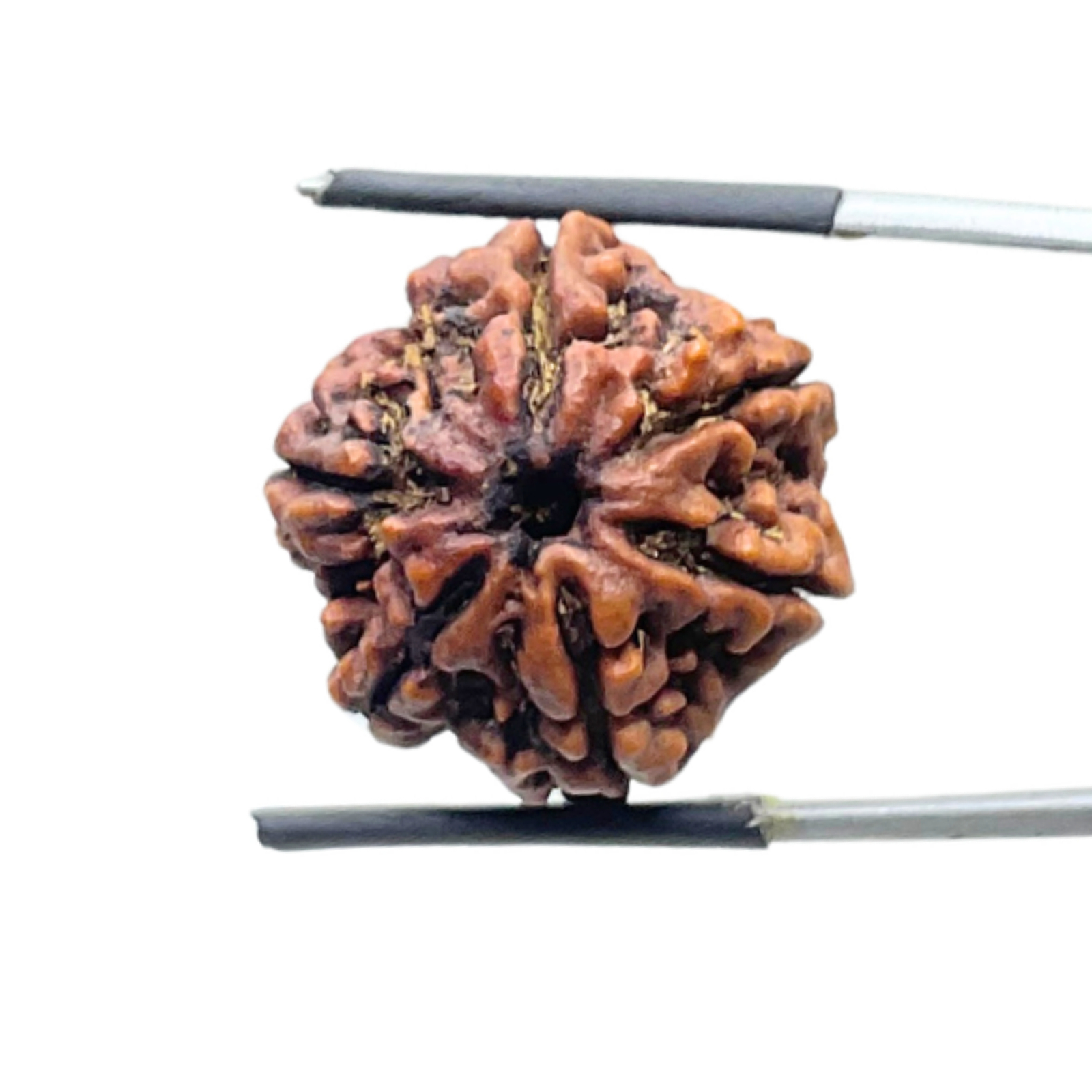 6 Mukhi Rudraksha Nepal ( 21.90 MM)