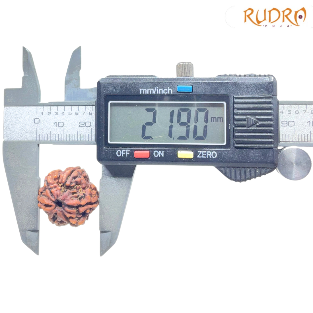 6 Mukhi Rudraksha Nepal ( 21.90 MM)