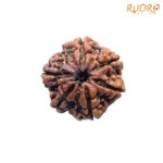 6 Mukhi Rudraksha Nepal ( 21.90 MM)