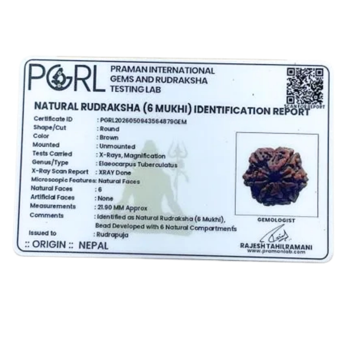 6 Mukhi Rudraksha Nepal ( 21.90 MM)