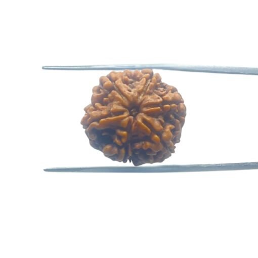 6-Mukhi-Rudraksha-Nepal-22.11-Mm-Mp-C.jpg