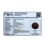 6 Mukhi Rudraksha Nepal ( 22.12 MM)