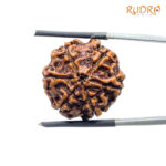 6 Mukhi Rudraksha Nepal ( 22.12 MM)