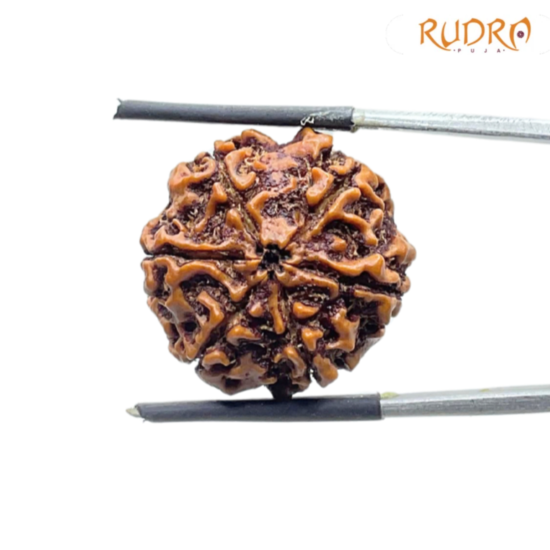 6 Mukhi Rudraksha Nepal ( 22.12 MM)
