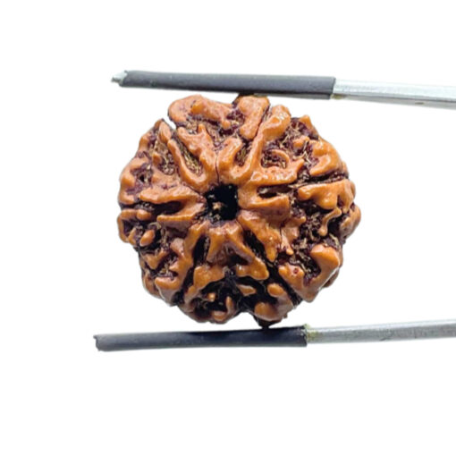6 Mukhi Rudraksha Nepal ( 22.12 MM)