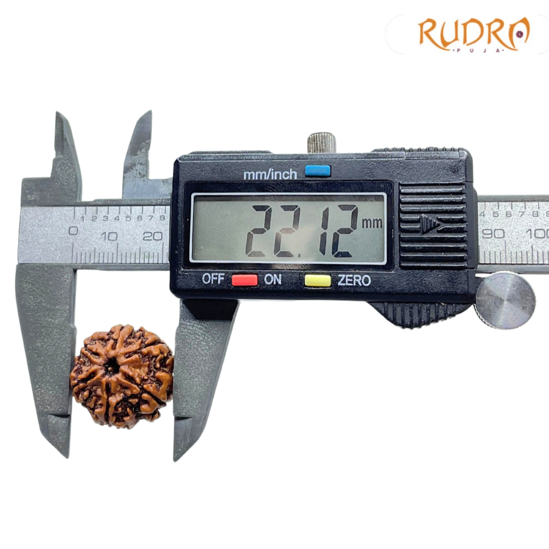 6 Mukhi Rudraksha Nepal ( 22.12 MM)