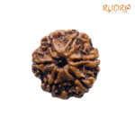 6 Mukhi Rudraksha Nepal ( 22.12 MM)