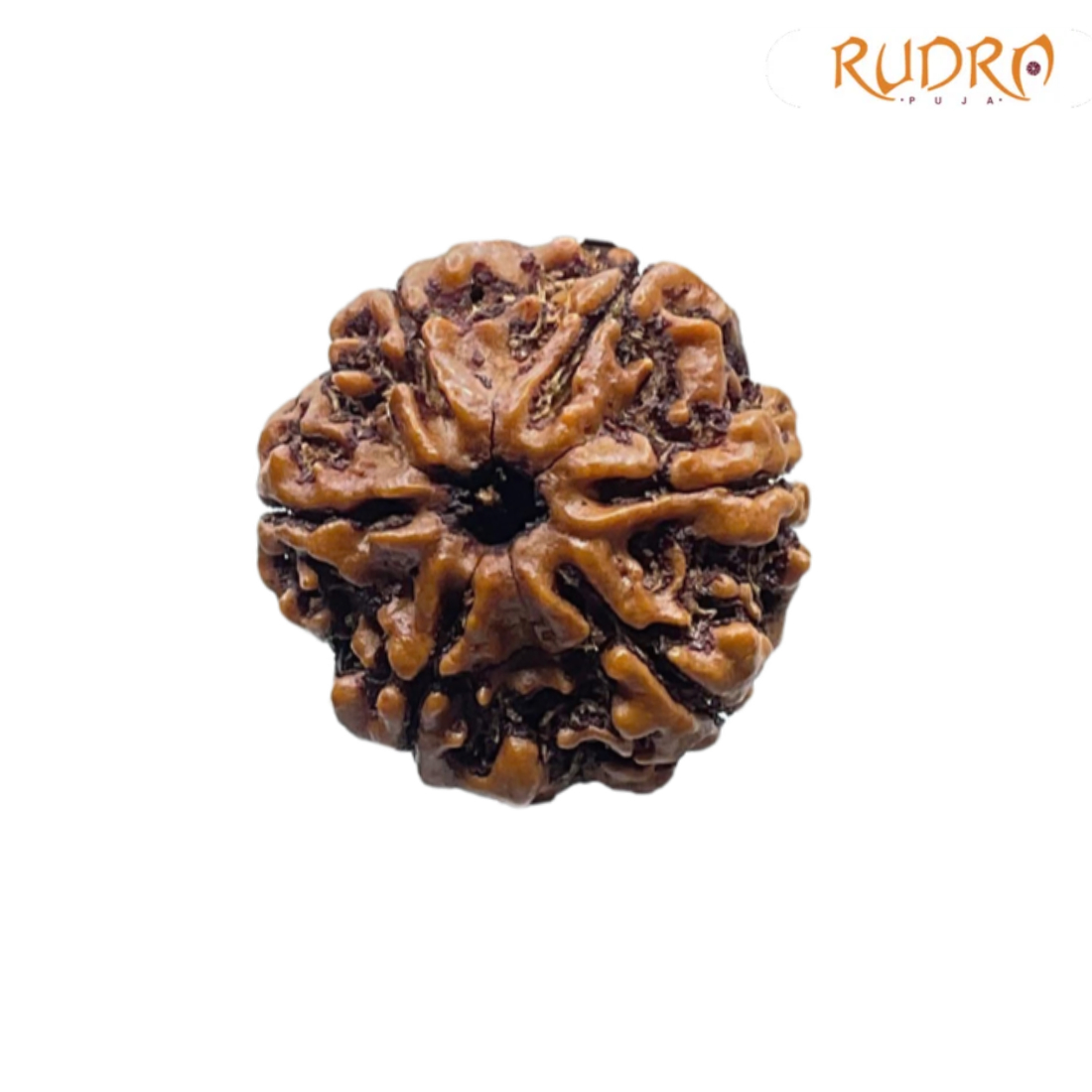 6 Mukhi Rudraksha Nepal ( 22.12 MM)