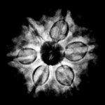6 Mukhi Rudraksha Nepal ( 22.12 MM)