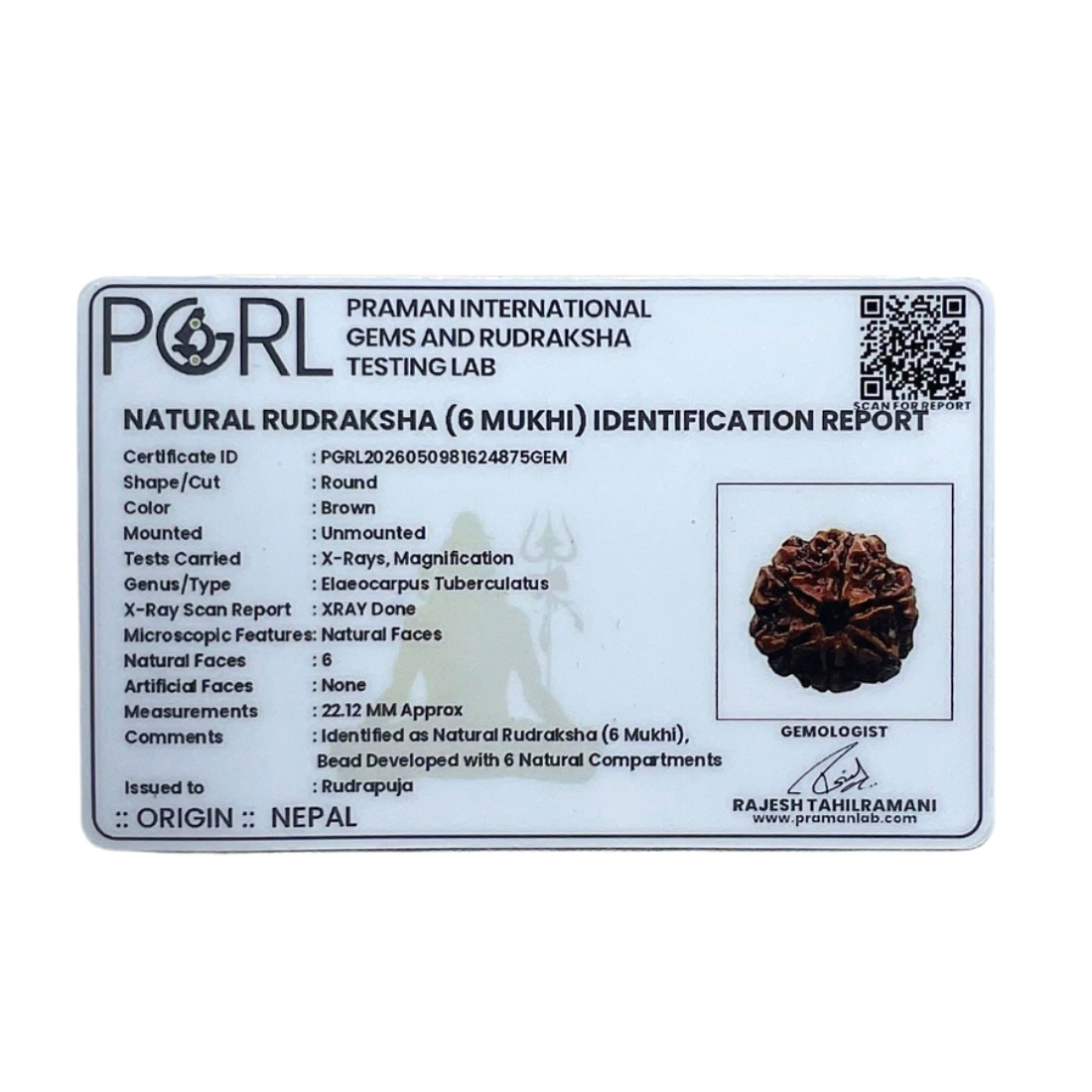 6 Mukhi Rudraksha Nepal ( 22.12 MM)