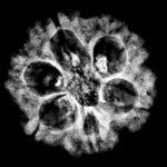 6 Mukhi Rudraksha Nepal (22.36 MM)