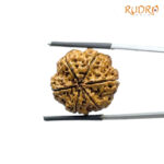 6 Mukhi Rudraksha Nepal (22.36 MM)