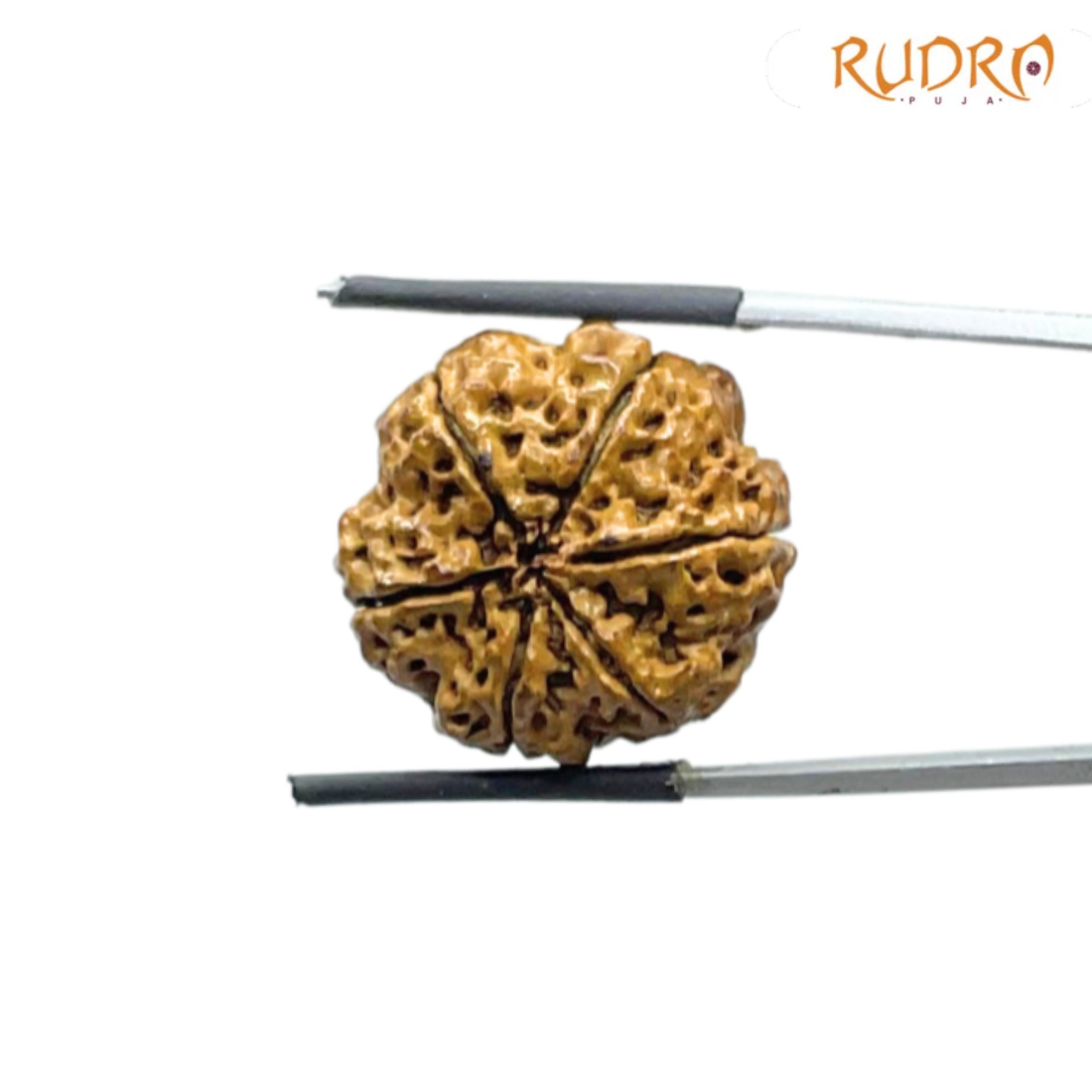 6 Mukhi Rudraksha Nepal (22.36 MM)