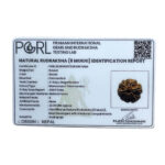 6 Mukhi Rudraksha Nepal (22.36 MM)