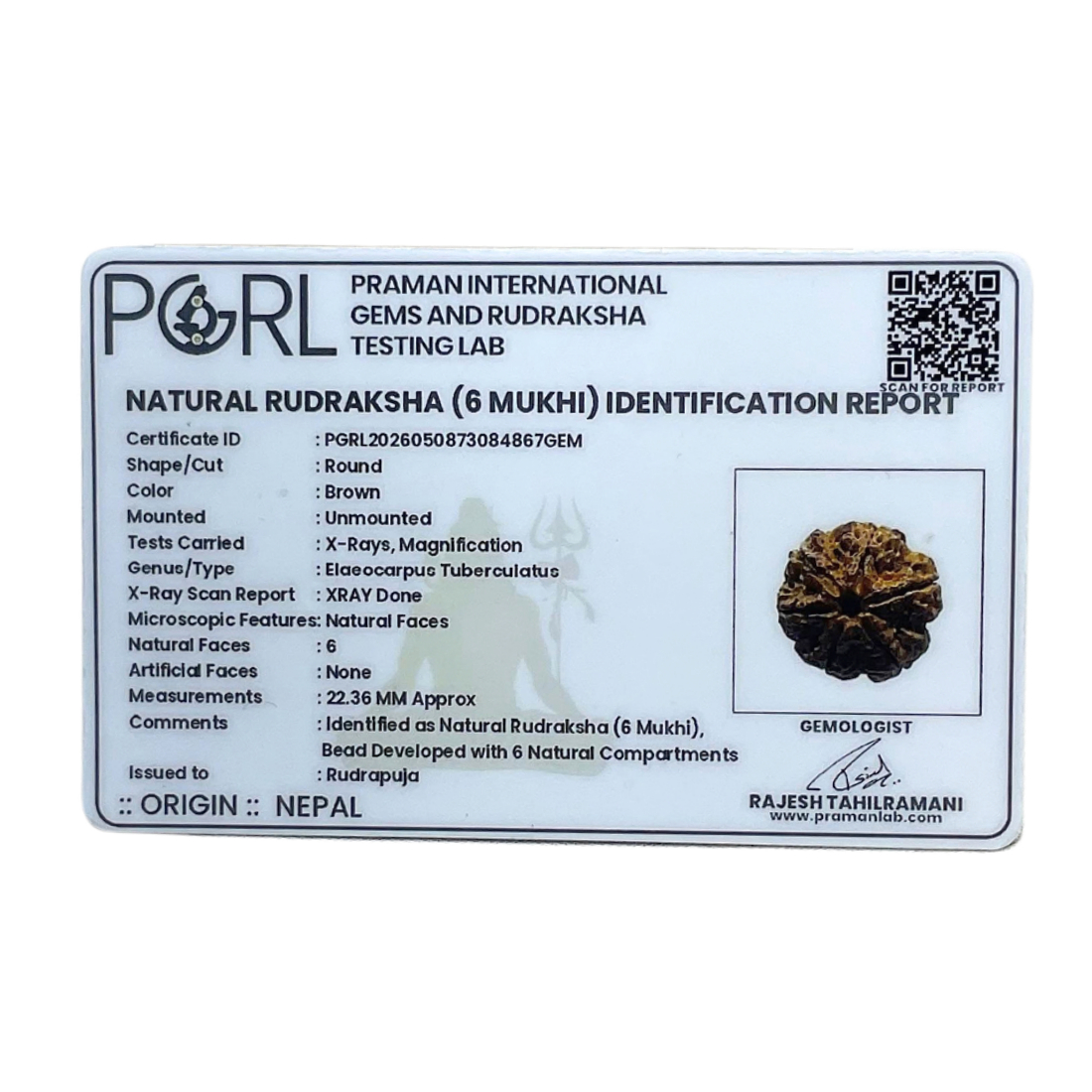 6 Mukhi Rudraksha Nepal (22.36 MM)