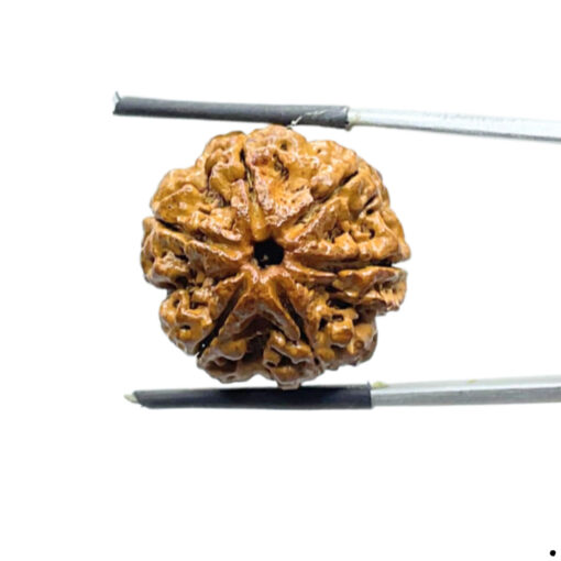 6 Mukhi Rudraksha Nepal (22.36 MM)