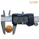 6 Mukhi Rudraksha Nepal (22.36 MM)