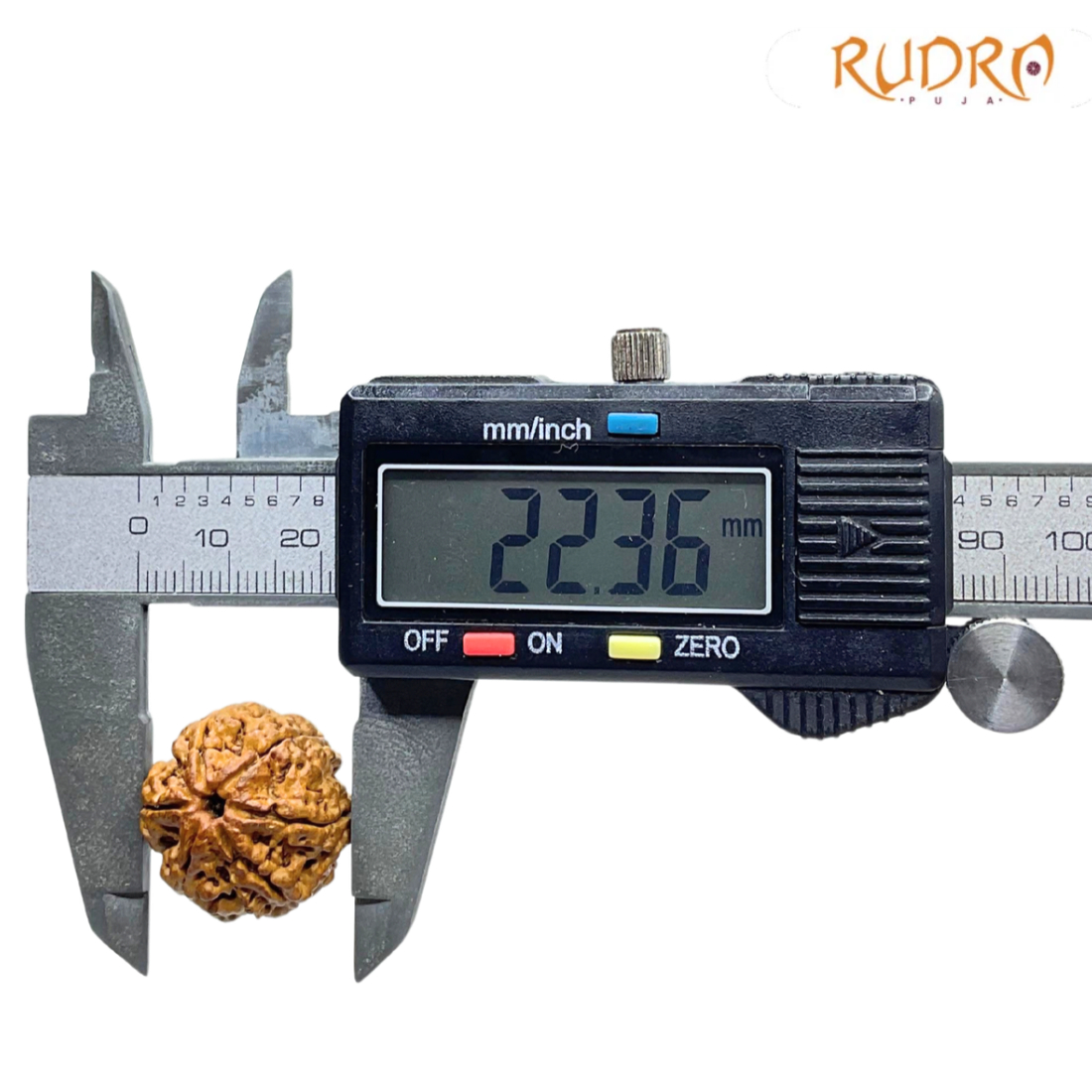 6 Mukhi Rudraksha Nepal (22.36 MM)