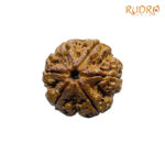 6 Mukhi Rudraksha Nepal (22.36 MM)