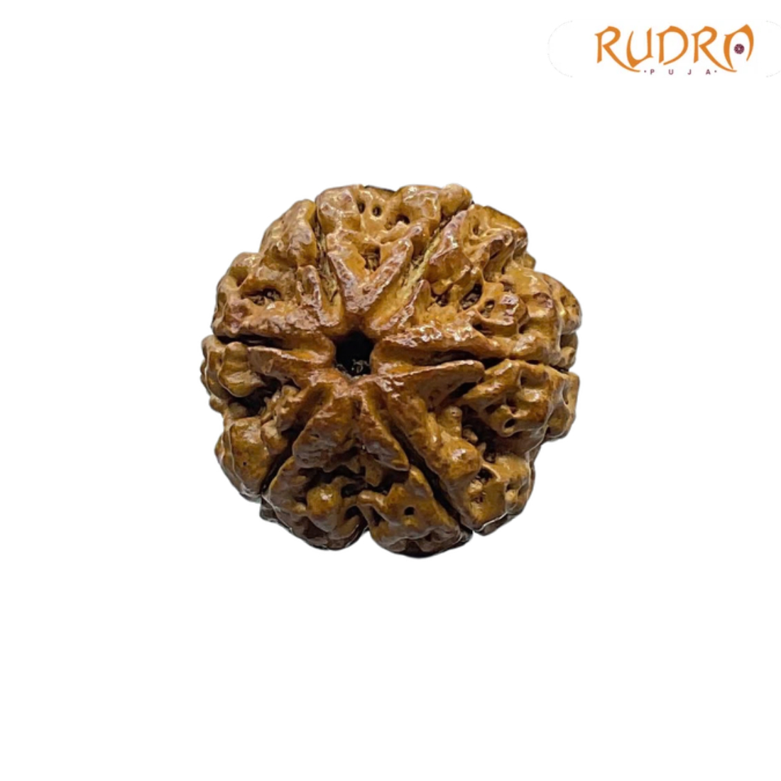 6 Mukhi Rudraksha Nepal (22.36 MM)